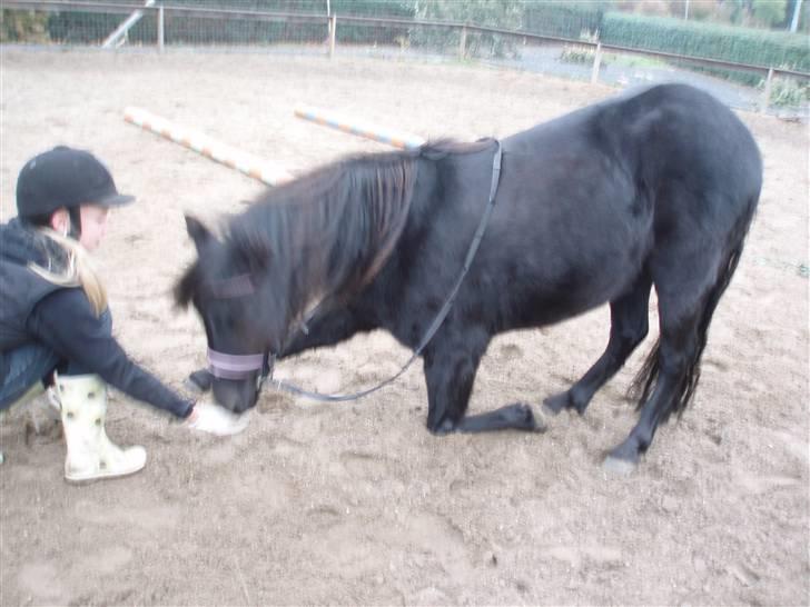 Dartmoor Innis Kinamit *R.I.P.* - Namit nejer. Han lærte det på kun to dage..så han er vist det man kalder en lærnem hest<3  VERDENS BEDSTE PONY NOGENSINDE<3333 billede 11