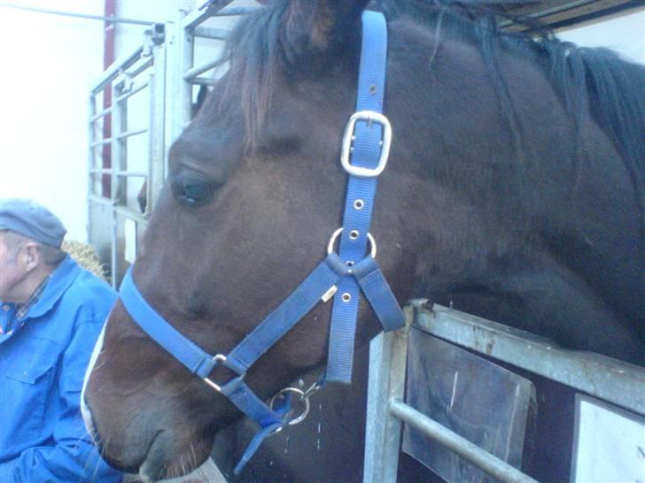 Traver Nobel Bork billede 5