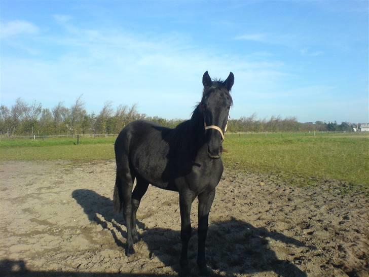 Traver Ovita Bork billede 1