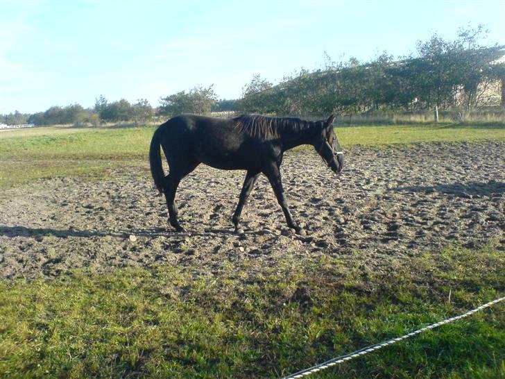 Traver Ovita Bork billede 2