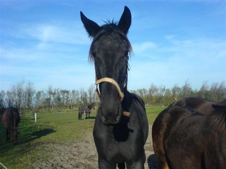 Traver Ovita Bork billede 3