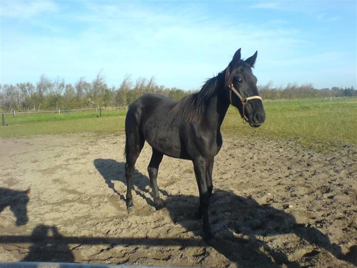 Traver Ovita Bork billede 4