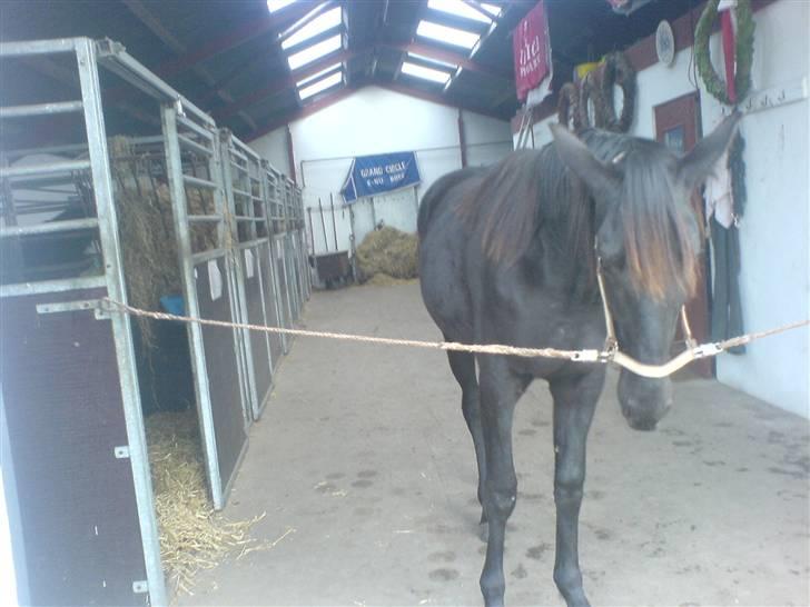 Traver Ovita Bork billede 5