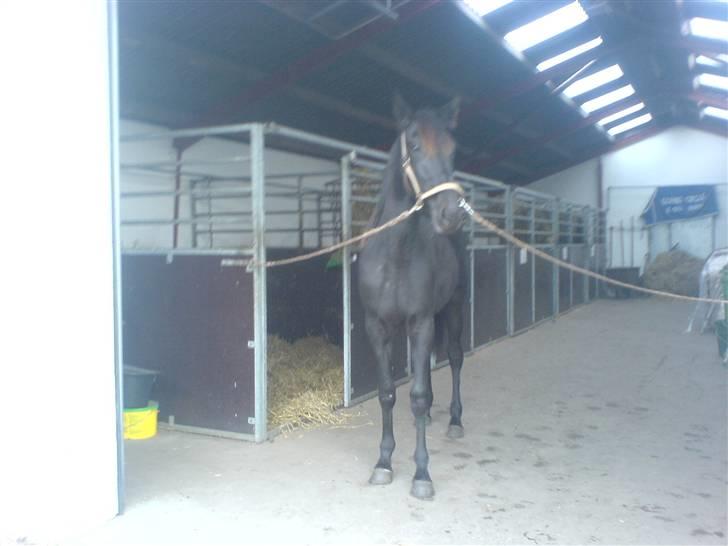 Traver Ovita Bork billede 6