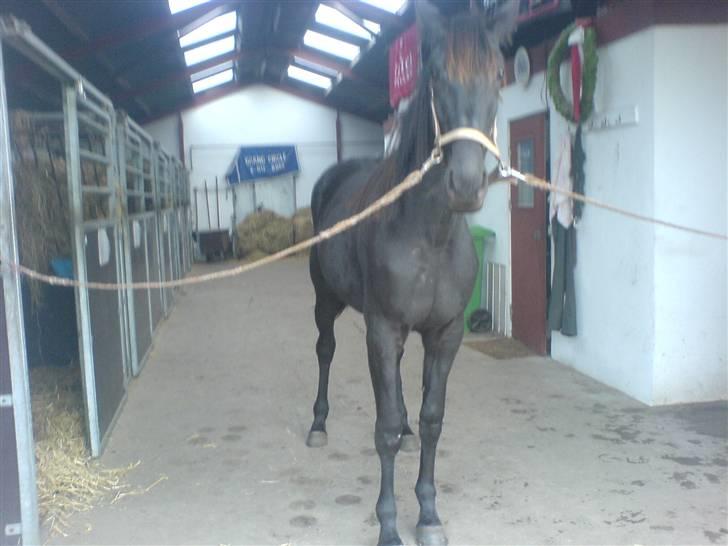 Traver Ovita Bork billede 7