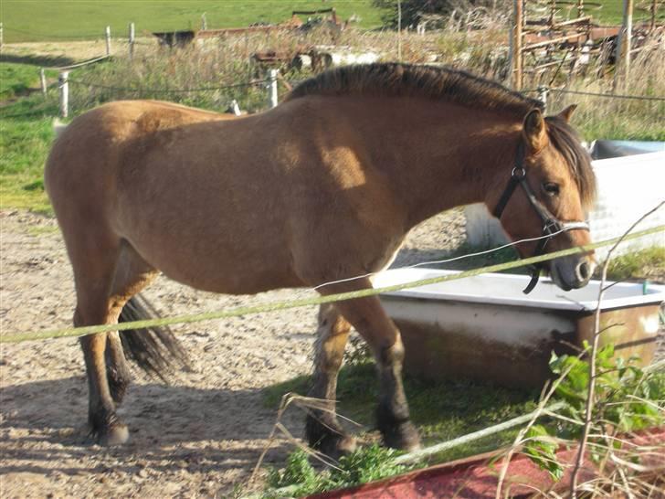 Anden særlig race Tulle SOLGT billede 8