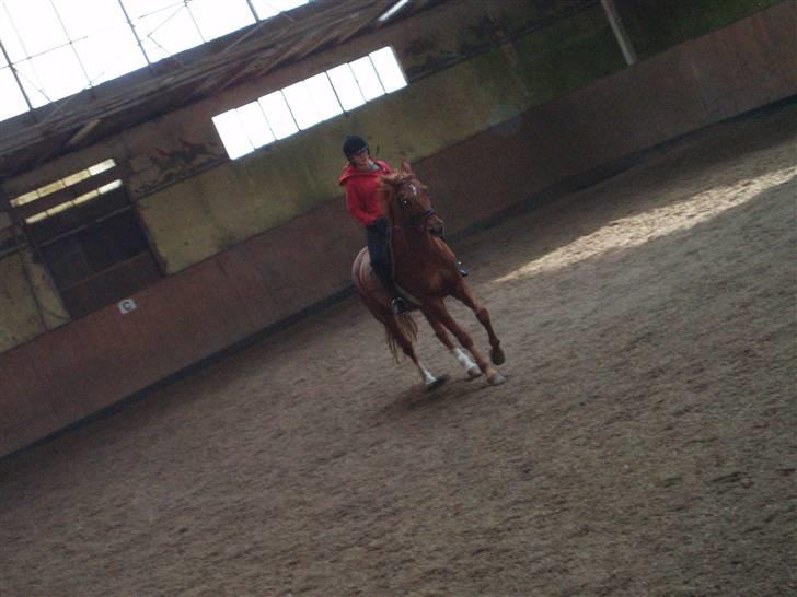 Dansk Varmblod Gejlgaards Rabtus - Gallop op af midterlinen.. 3. gang jeg red ham.. billede 3