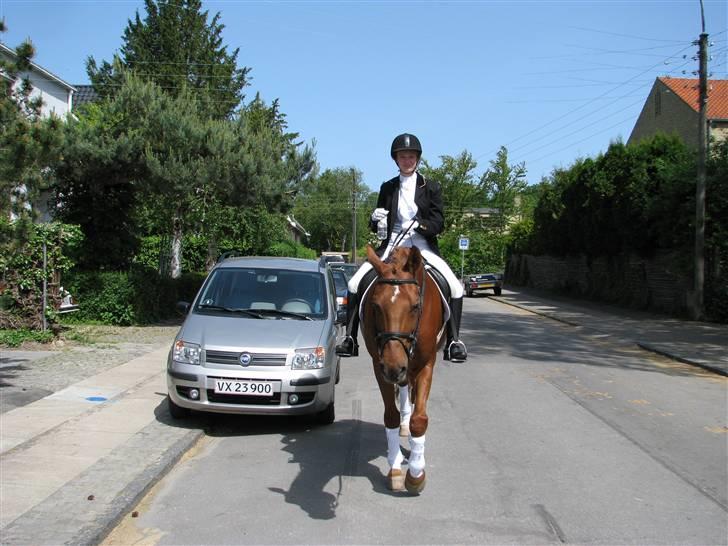 Dansk Varmblod Gejlgaards Rabtus - En træt Rabtus efter klassen.. billede 8
