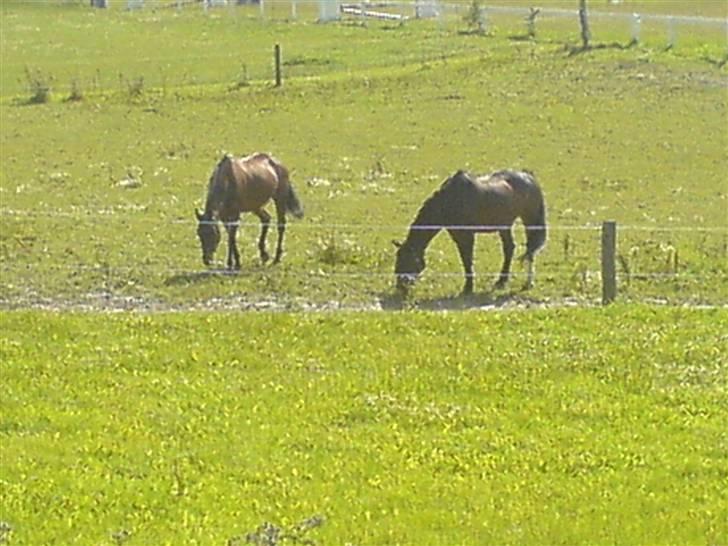 Anglo Araber (AA) BINE - Bine på fold med sin gode veninde, Bine er til højer... :D Foto: Mona + Mig selv billede 7