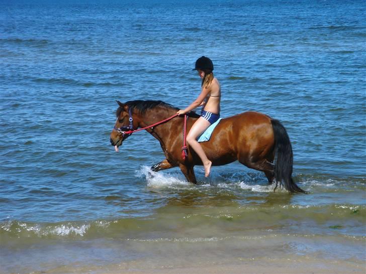 New Forest Lady / Mulle<33 - på stranden :) Da jeg var i sommerhus sammen med Nina, Snubber og Malene <3 billede 17