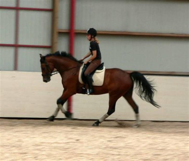 Traver Kalibra Orholm - I galop - Det kan lade sig gøre.. ;) billede 2