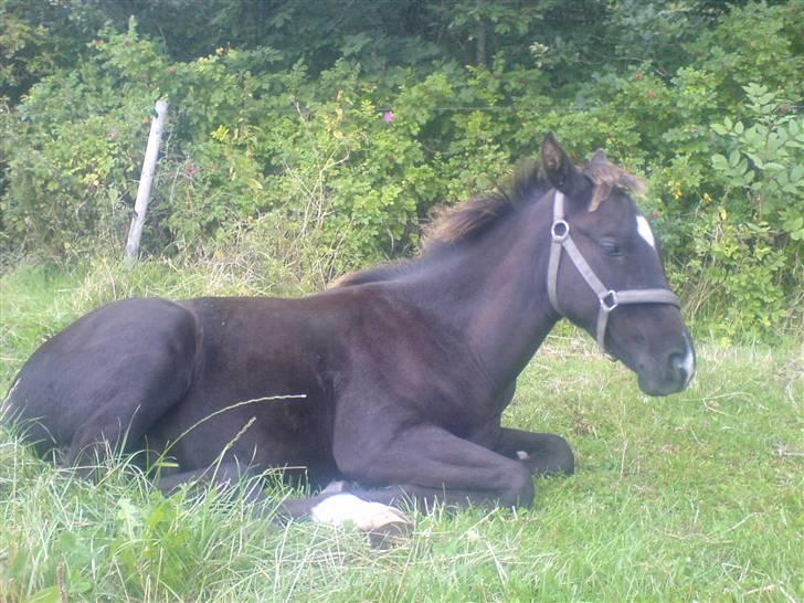 Dansk Varmblod Adopted Følhøj (Adopted A - Trætte følle billede 9