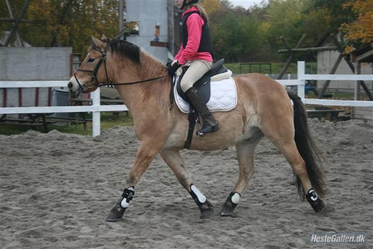 Anden særlig race Tyson <33   - stævne 15/10-08 foto: rikke billede 2