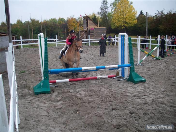 Anden særlig race Tyson <33   - stævne 15/10-08 70 cm. hoppp. gallet elevator spring han lavede da vi kom over:s foto: marina billede 3