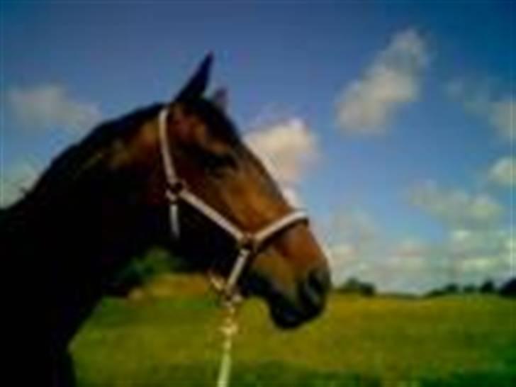 Dansk Varmblod Rostock (DØD) billede 1