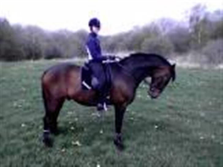 Dansk Varmblod Rostock (DØD) billede 2