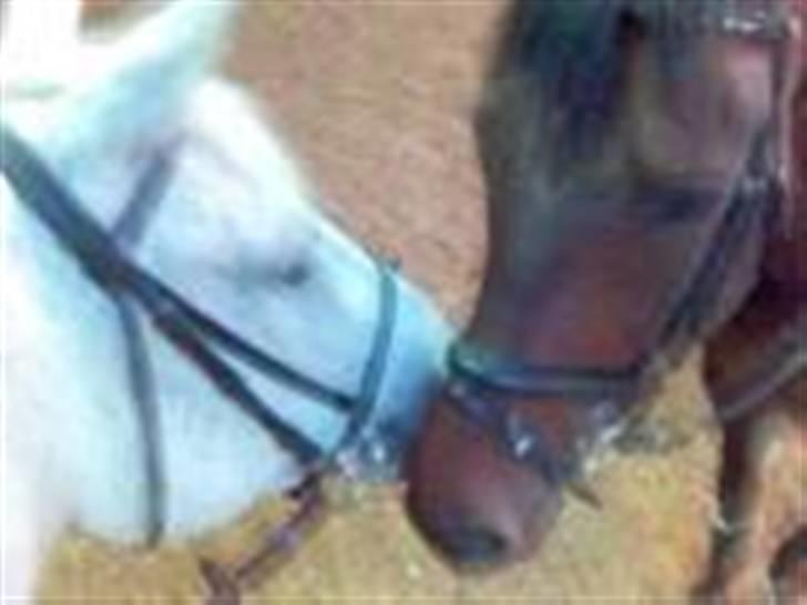 Dansk Varmblod Rostock (DØD) billede 3