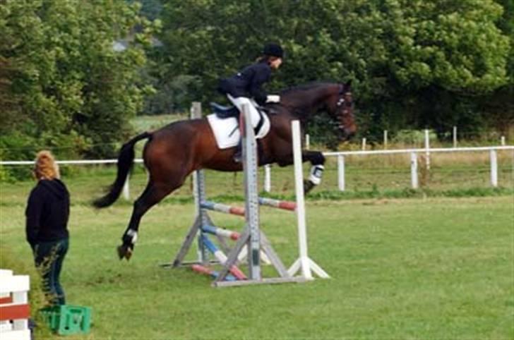 Dansk Varmblod Rostock (DØD) billede 4