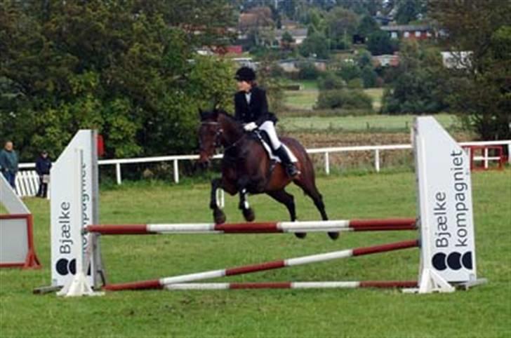 Dansk Varmblod Rostock (DØD) billede 5