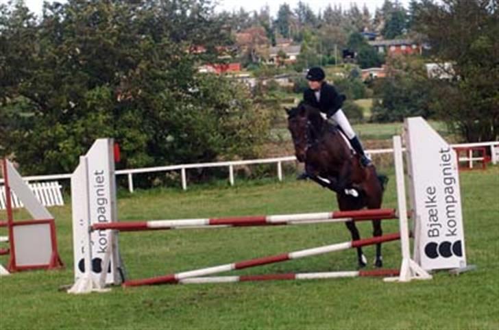 Dansk Varmblod Rostock (DØD) billede 6