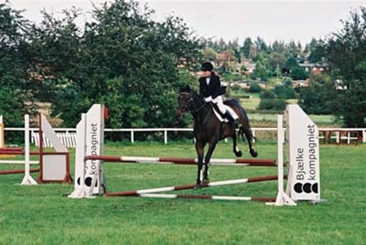 Dansk Varmblod Rostock (DØD) billede 7