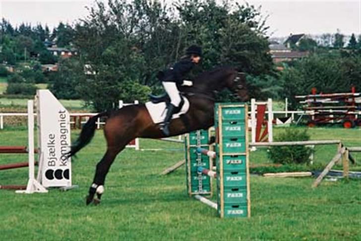 Dansk Varmblod Rostock (DØD) billede 8