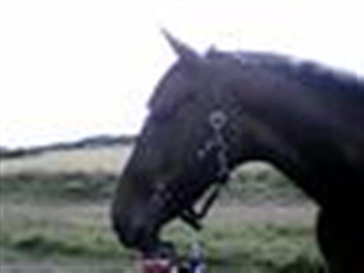 Dansk Varmblod Rostock (DØD) billede 9