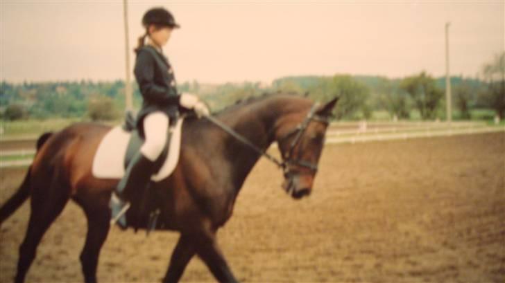 Dansk Varmblod Rostock (DØD) billede 10