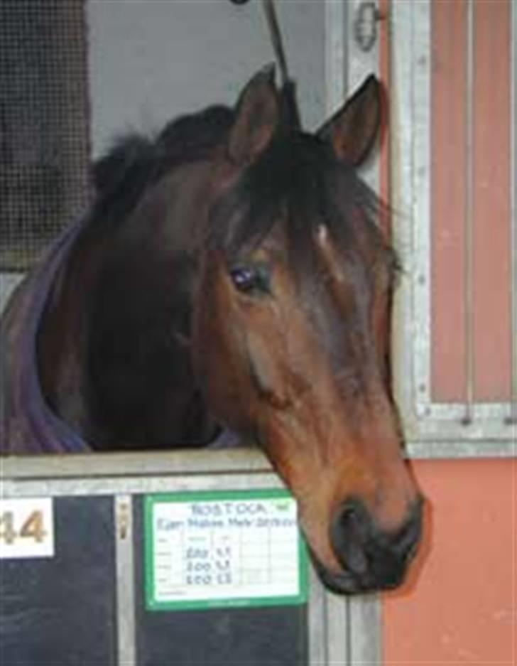 Dansk Varmblod Rostock (DØD) billede 11