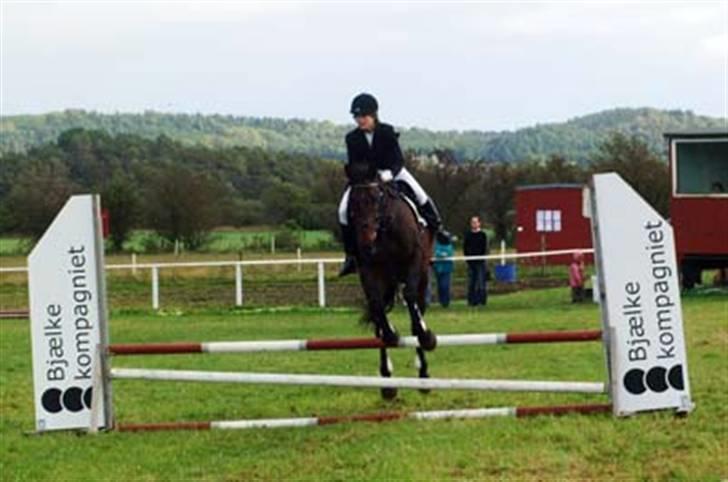 Dansk Varmblod Rostock (DØD) billede 12