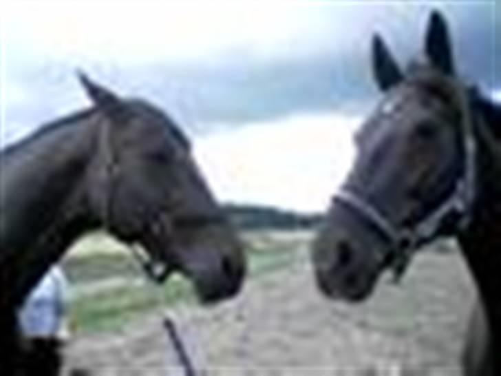 Dansk Varmblod Rostock (DØD) billede 13