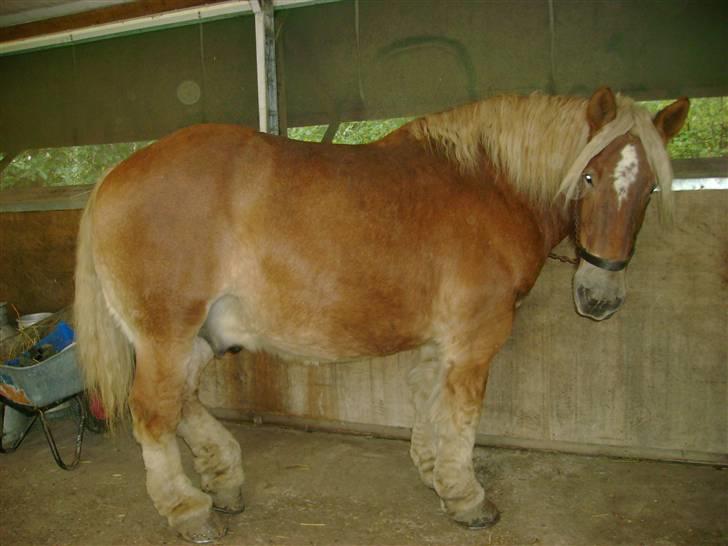 Jyde  Marius R.I.P - miiig og marius billede 1