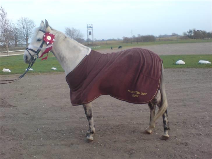 Hollandsk Sportspony Spirit *SOLGT* - klubmester pony spring 2007 (L) <3 foto: Marie-Louise Gubi Kierrumgaard billede 12