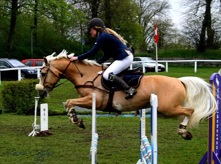 Palomino COCO'S CALYPSO - True Friendship....  - LS foto billede 19