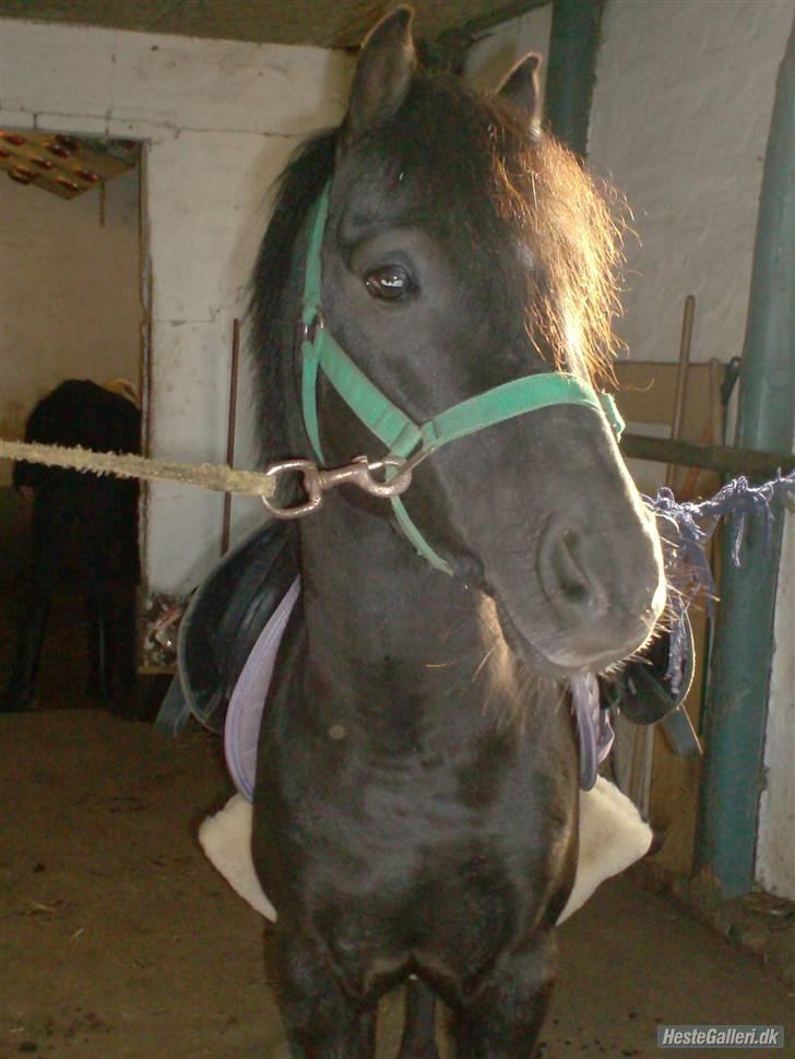 Anden særlig race timo ¤solgt¤ - i stald billede 1