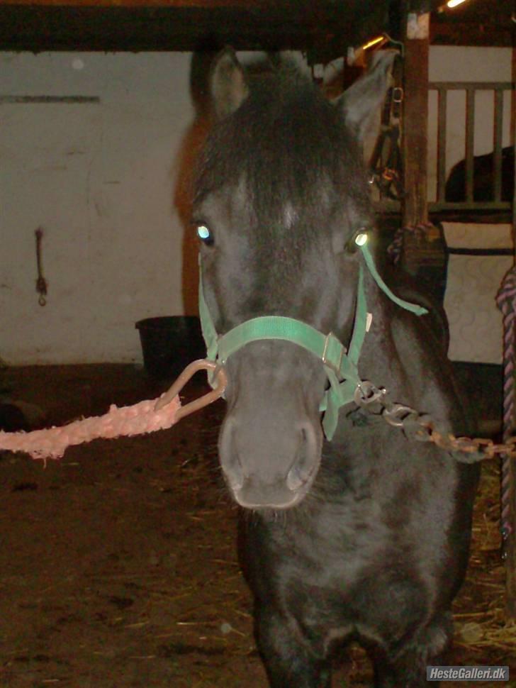 Anden særlig race timo ¤solgt¤ - kan man spise den billede 2