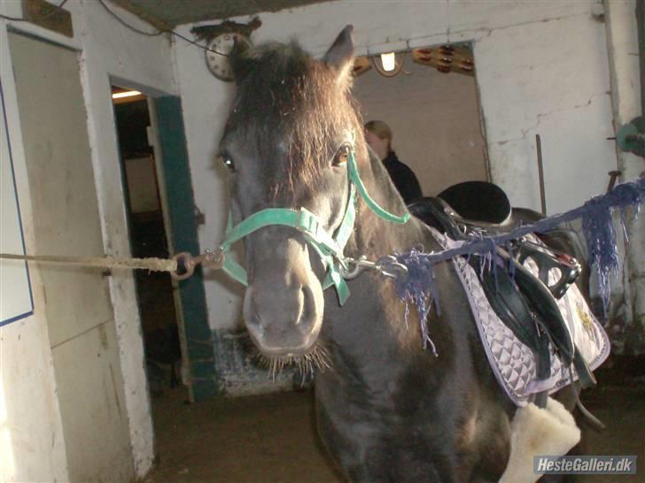 Anden særlig race timo ¤solgt¤ - er hved at sadle op billede 3