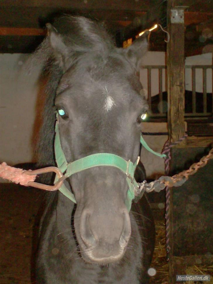 Anden særlig race timo ¤solgt¤ - er jeg ikke smuk billede 4