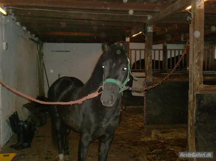 Anden særlig race timo ¤solgt¤ - også hele kroppen billede 5