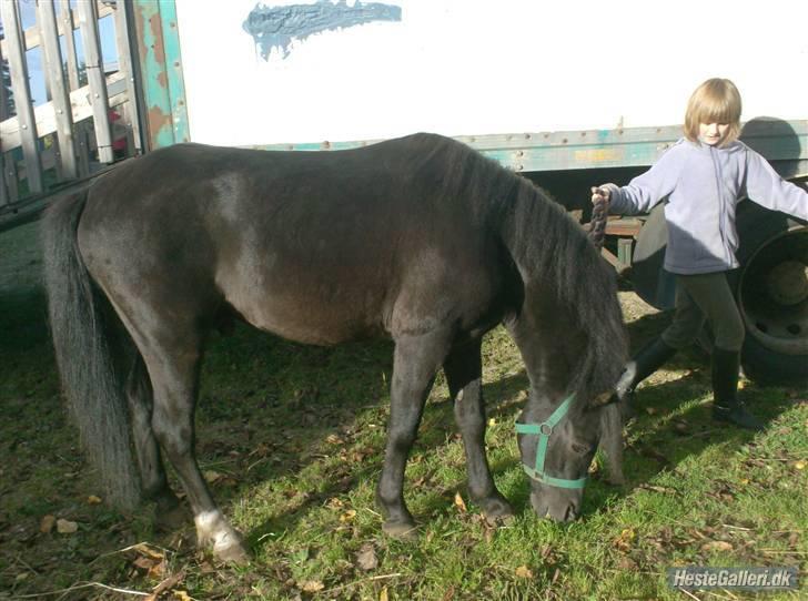 Anden særlig race timo ¤solgt¤ - mm mad billede 6