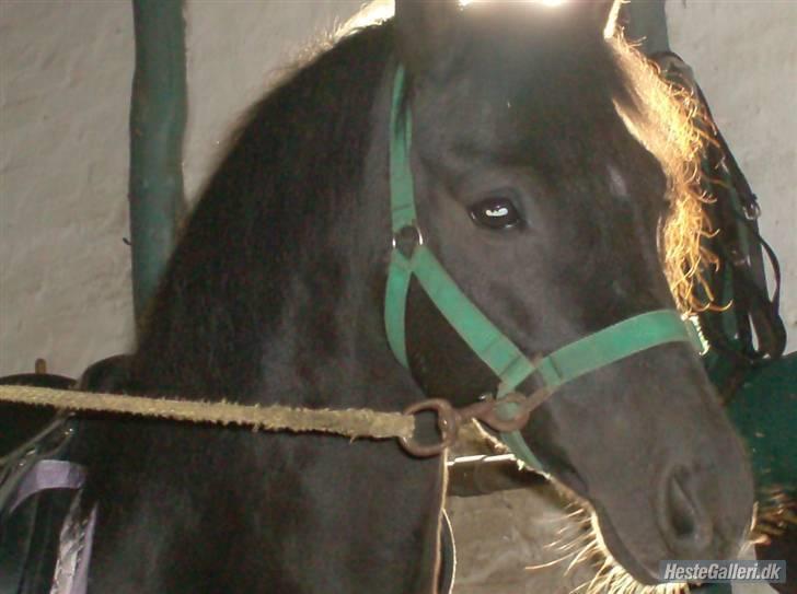 Anden særlig race timo ¤solgt¤ - jeg er lidt nusker i billede 8