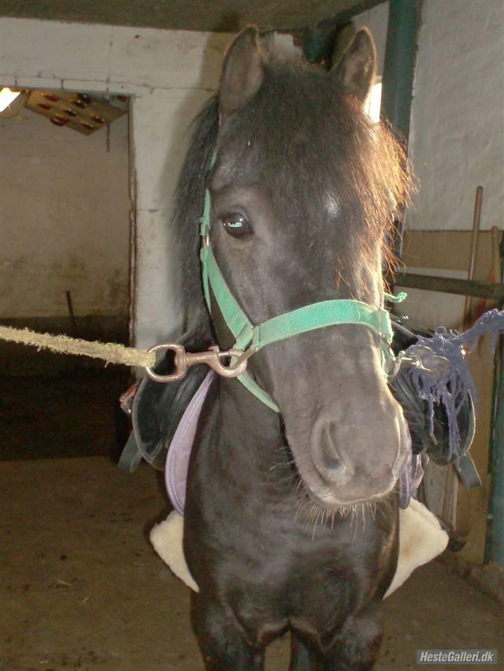 Anden særlig race timo ¤solgt¤ - <<<<<<<<<<3 billede 10