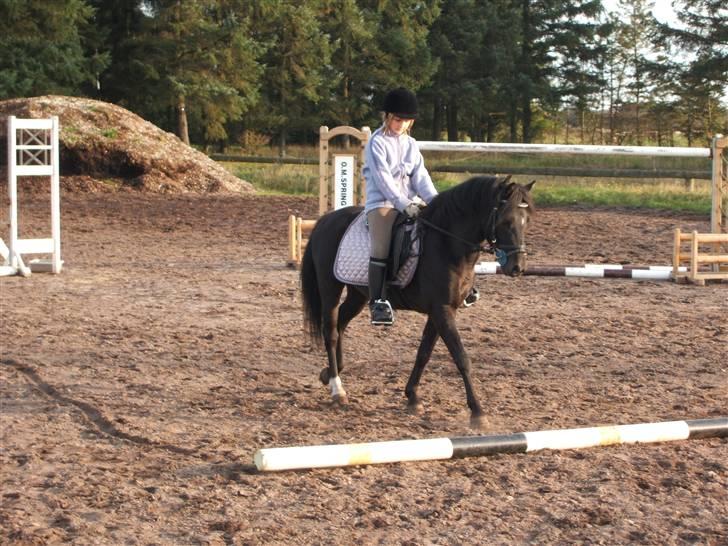 Anden særlig race timo ¤solgt¤ - første gang jeg rider over et bum på ham billede 11