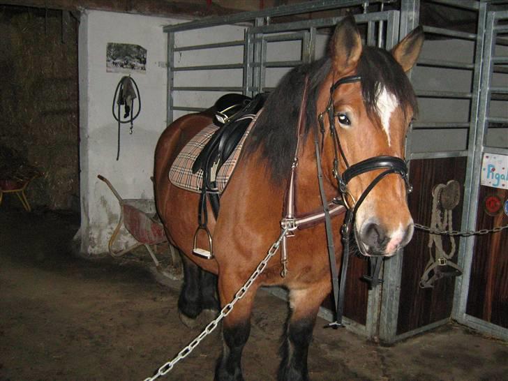 Belgier Bell,,  billede 7