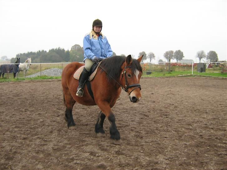 Belgier Bell,,  billede 9