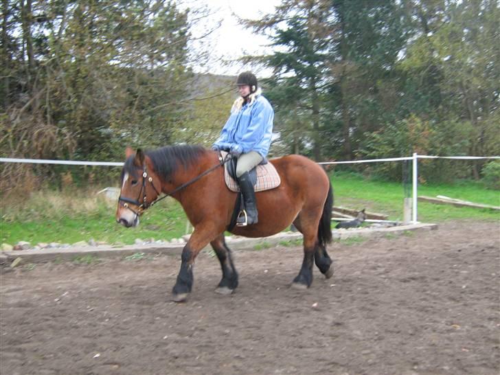 Belgier Bell,,  billede 10