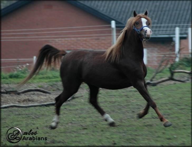 Welsh Pony (sec B) Gondine - SOLGT - 28 Okt - 2007 billede 2