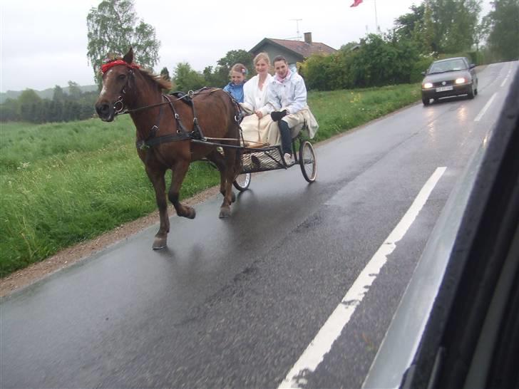 Anden særlig race $¤Chevy¤$ BÆVEREN XD - På vej hjem fra konfirmation ;) billede 2