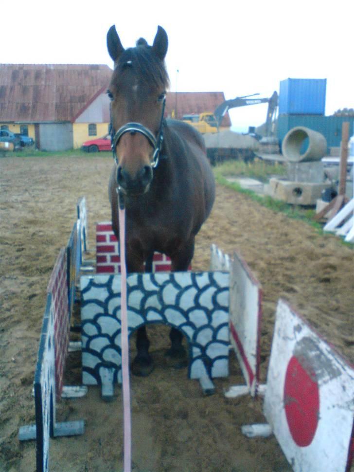 Anden særlig race Ronja 'gl. lånehest' - Påen hyggedag:b billede 7