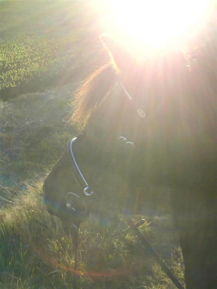 Anden særlig race Ronja 'gl. lånehest' - Smukke(: (undskyld kvaliteten(: ..) billede 8